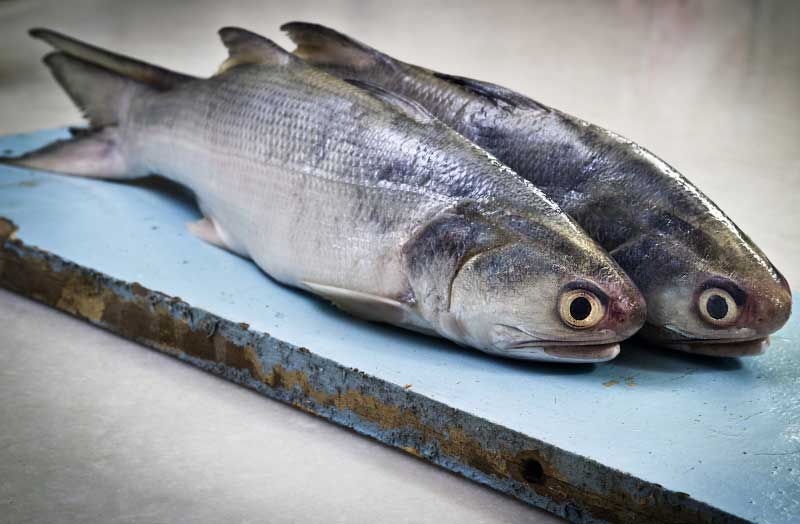 Salmon Fish In Marathi | रावस मासा
