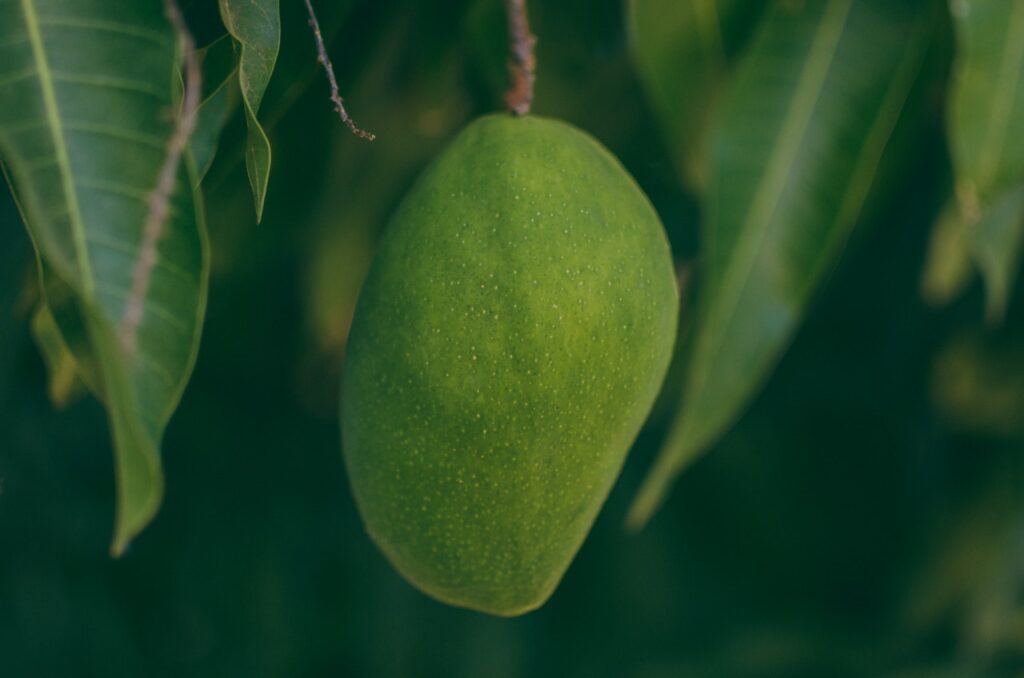 Mango Information In Marathi