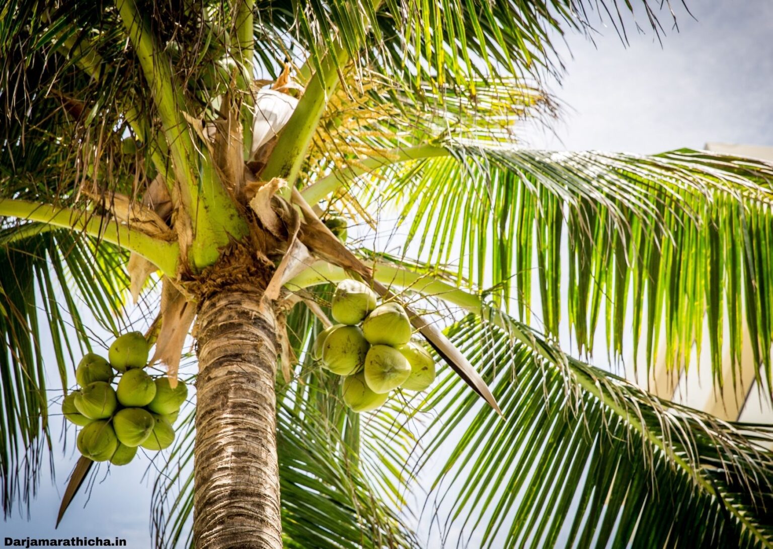 coconut-tree-information-in-marathi