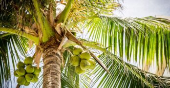 Coconut Tree Information In Marathi|
