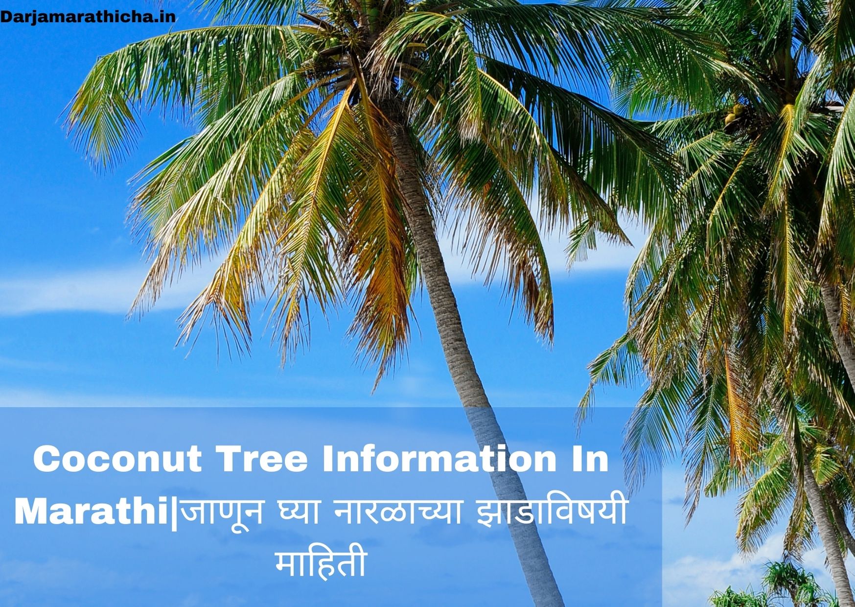 coconut-tree-information-in-marathi