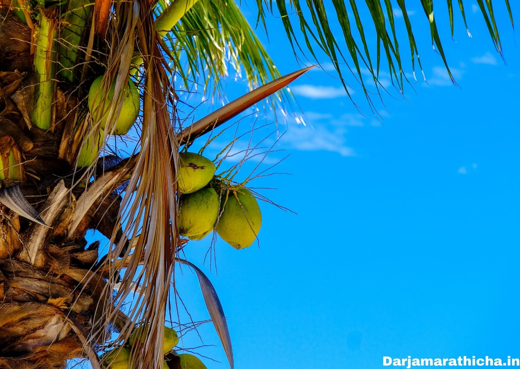 Coconut Tree Information In Marathi