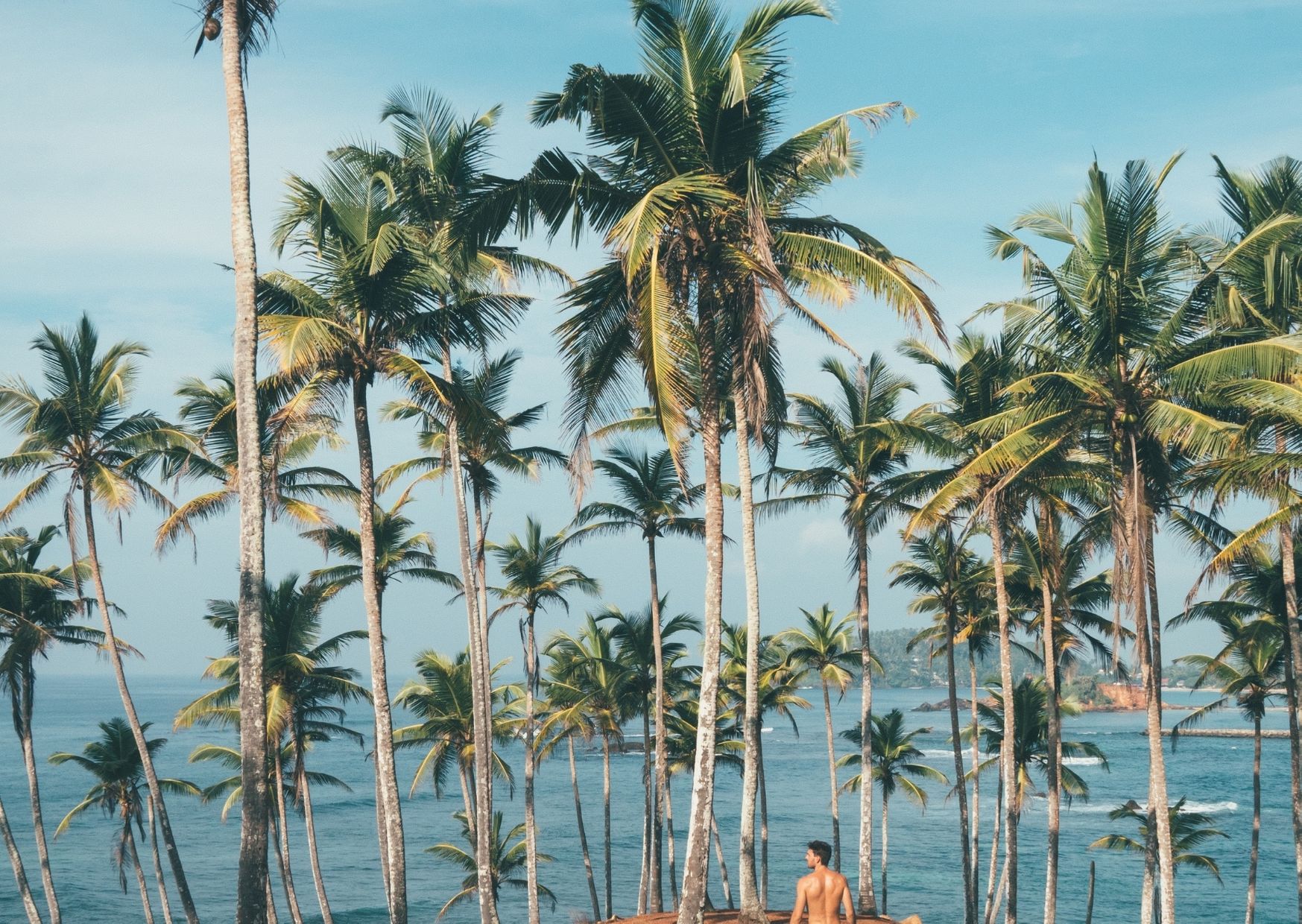 coconut-tree-information-in-marathi