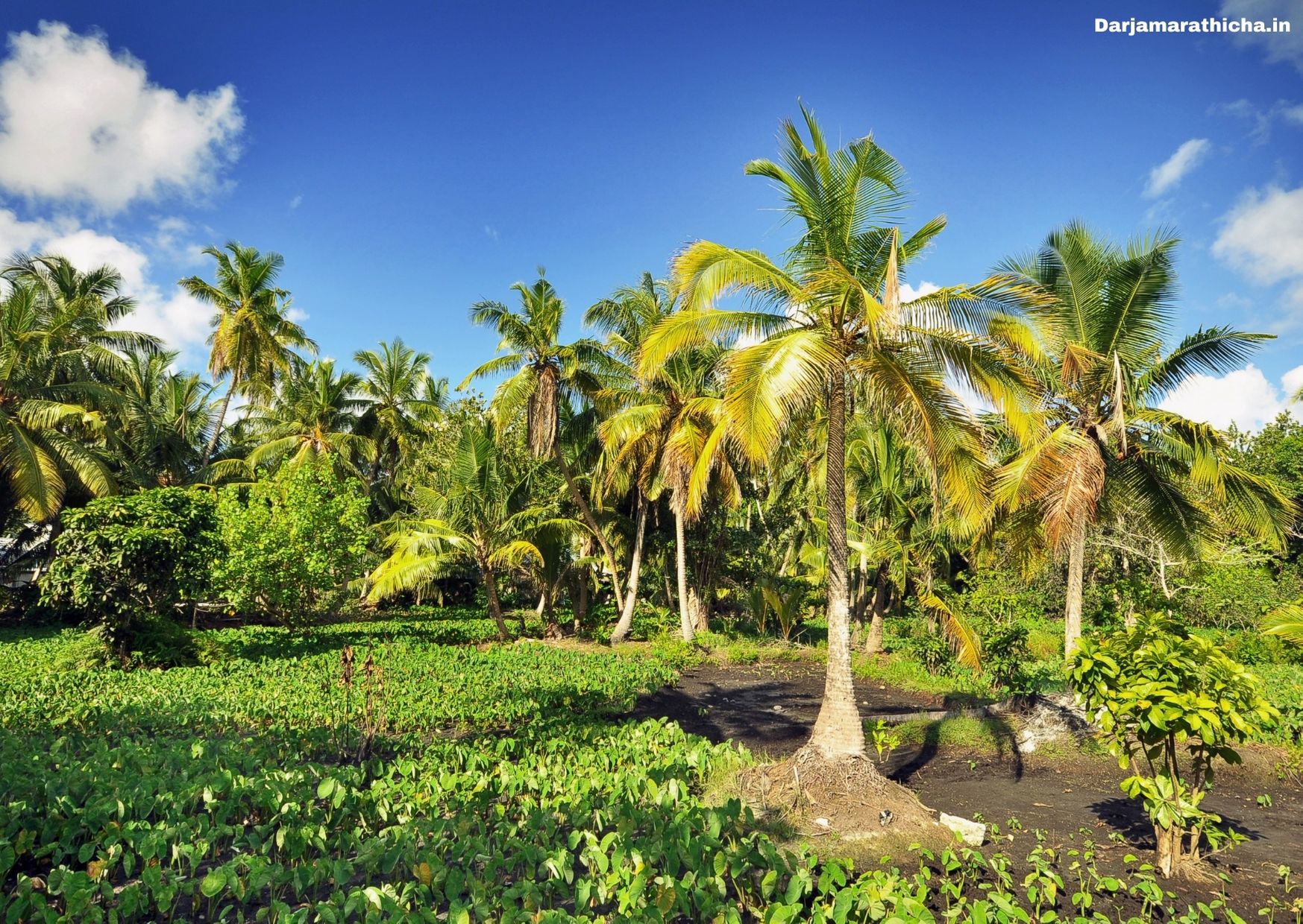 Coconut Tree Information In Marathi