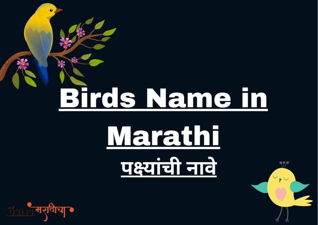 Birds Name in Marathi