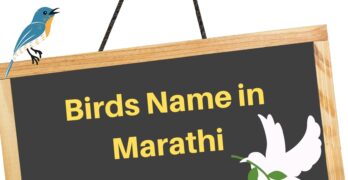birds names in marathi